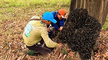 Trời Ơi Trong Gốc Cây Này Cả Đàn Ổ Bổ Cũi Nhiều Kinh Khủng