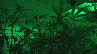 Famous Pacific Power: Legal indoor pot growing operations causing power outages Profile