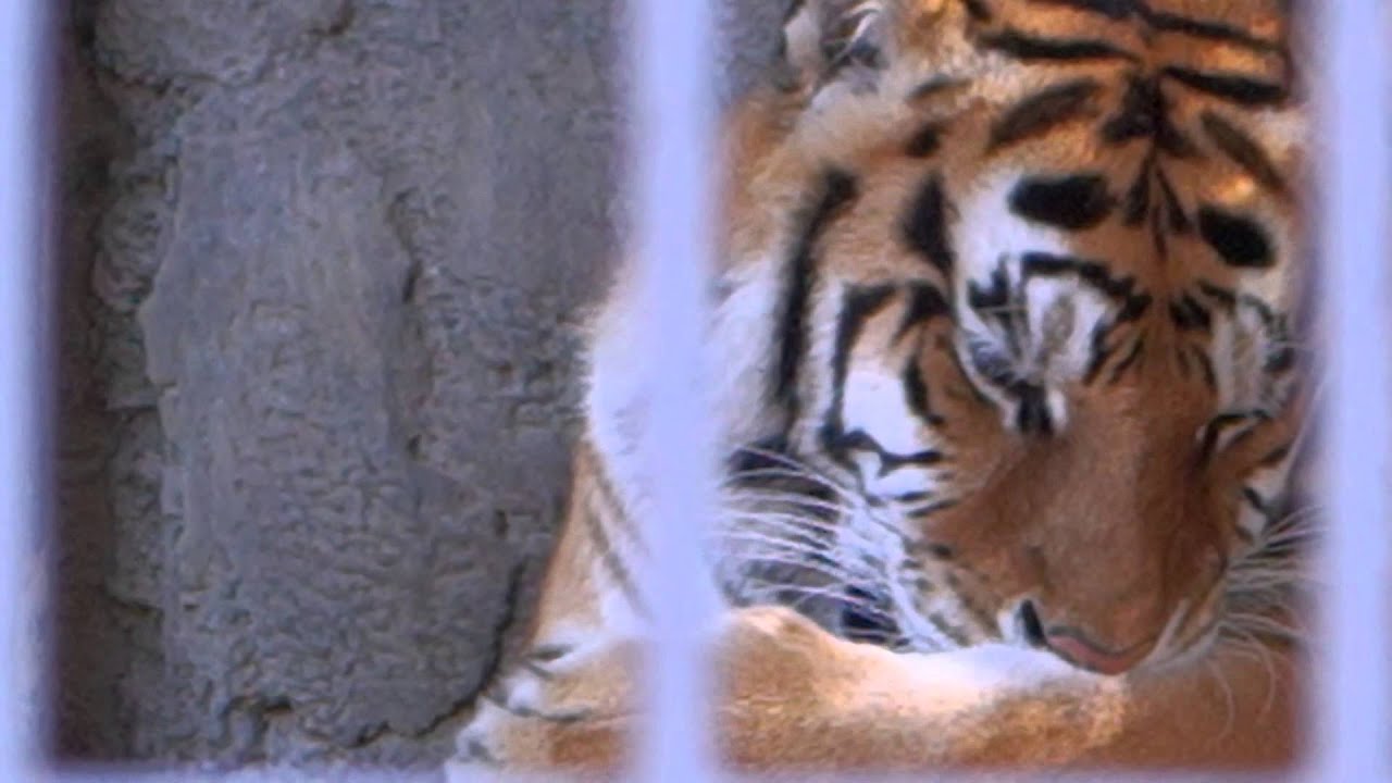 Tiger Licks Paw