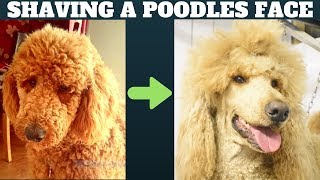 How to shave a Poodles face - Dog grooming tutorial - Standard Minature or Toy Poodle