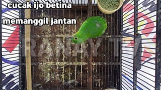 CUCAK IJO BETINA SUMATRA SUARA PIKAT MERAYU JANTAN,COCOK UNTUK TERAPI BURUNG MACET BUNYI