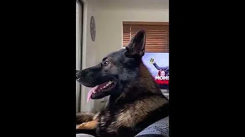 When you adopt a retired police dog