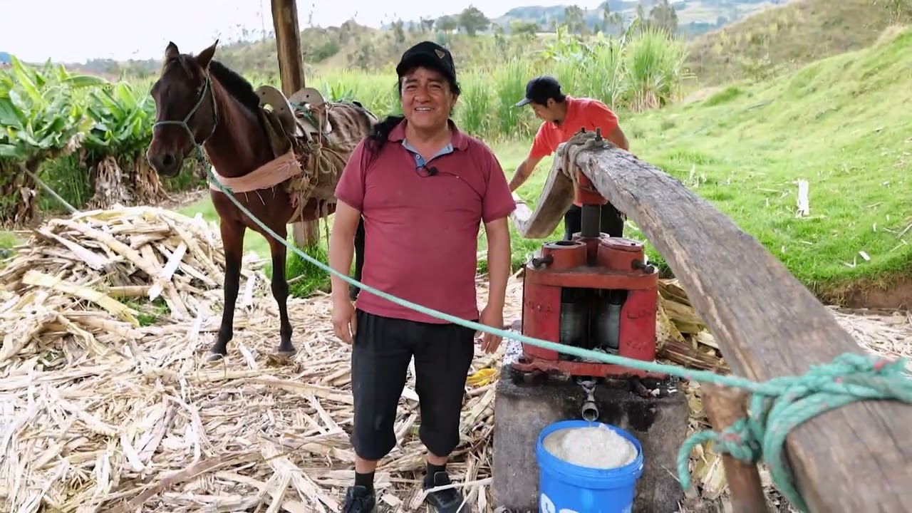 Así se saca la MIEL de caña.