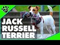 Jack Russell Terrier Dogs 101 Parson Russell Terrier の動画、YouTube動画。