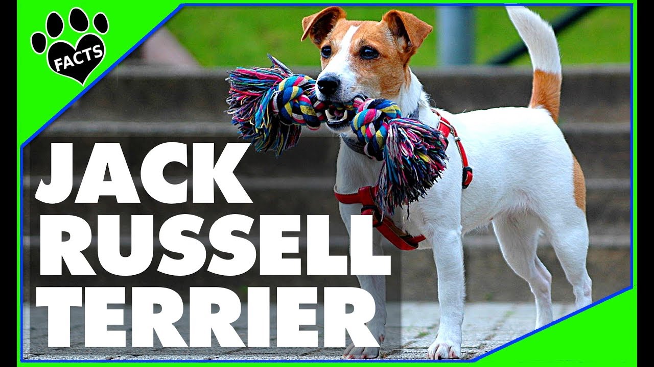 Dogs 101: Jack Russell Terrier Parson Russell Most Popular Dog Breeds - Animal Facts