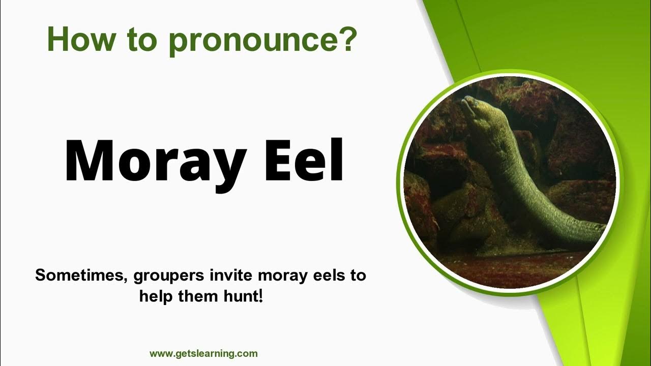 How to Pronounce Moray Eel in English Correctly YouTube
