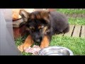 Owczarek niemiecki długowłosy Borys - German Shepherd 2-12 months