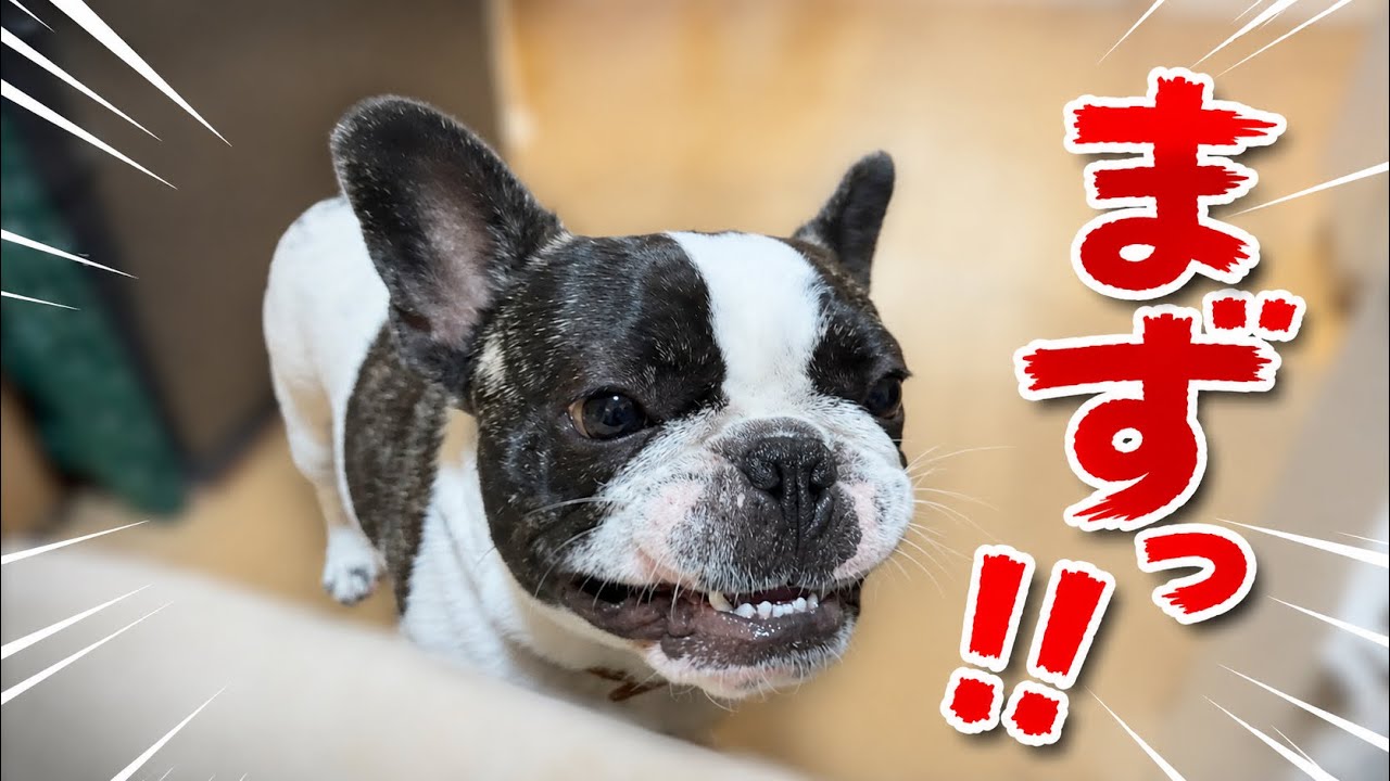 末っ子まるちゃん苦手な○○に挑戦してみた！【フレブル♂7頭の日常