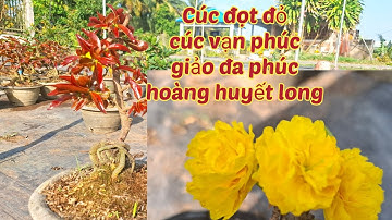 06/02/2025 💥cúc đọt đỏ -cúc vạn phúc- hoàng huyết long không nhụy☎️0359338087(khang)