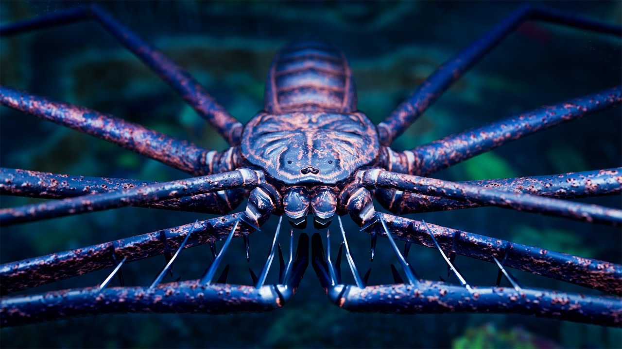 The Whip Spiders of the Rainforest