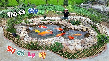 Cả Nhà Kéo Lưới Đưa Cá Koi Lên Hồ Mới Nhưng Không May Gặp S.ự C.ố L.y K.ỳ / Quế Nghịch