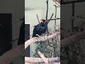 Großer Beo, common hill myna (Gracula religiosa), Tierpark + Fossilium Bochum 2026