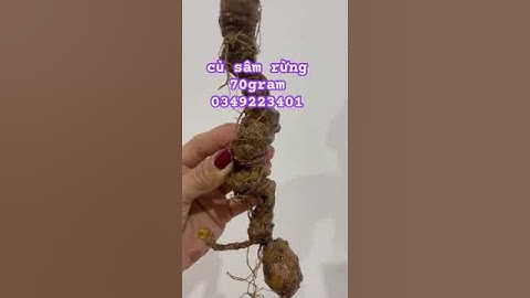 củ sâm rừng 70gram #sâm_ngọc_linh_rừng #sâm_lai_châu_rừng #sâm_ngọc_linh_rừng