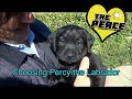 Choosing our black Labrador puppy - Percy! so cute.