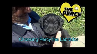 Choosing our black Labrador puppy - Percy! so cute.