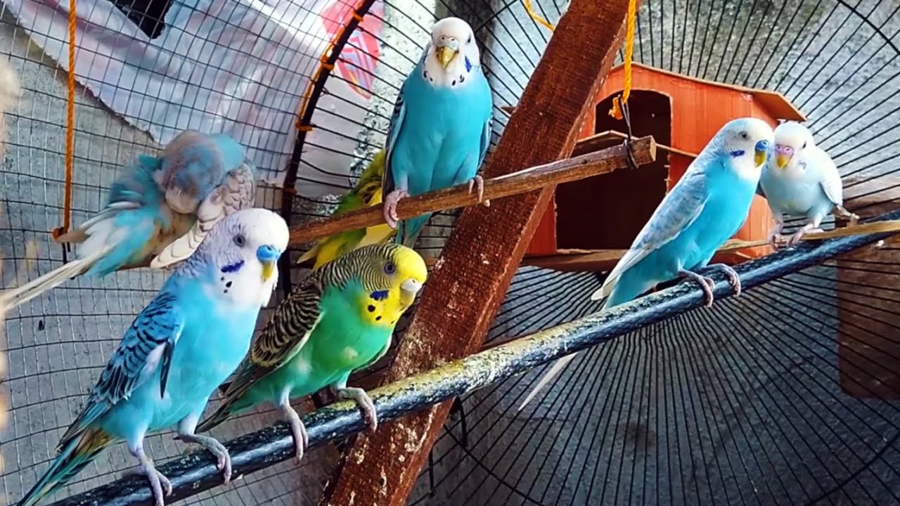 Beautiful and Colorful Parakeets (Parrots)|Pet Parrot ...