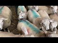 LAMB WORK - WORMING AND FLY STRIKE PREVENTION  - SHEEP FARMING PEAK DISTRICT DERBYSHIRE FARM LIFE