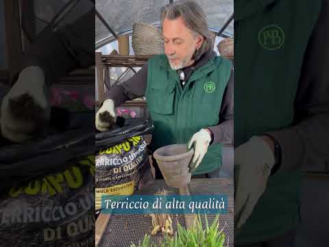 Video: Mughetto in crescita in vaso - Cura del contenitore del mughetto