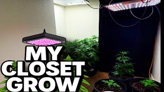 Inside My Closet Grow: My Closet Grow update #marshydroreview   #spiderfarmerled 