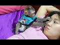 Just For Adopt! Monkey Baby Donal Grooming Mom Before Sleep