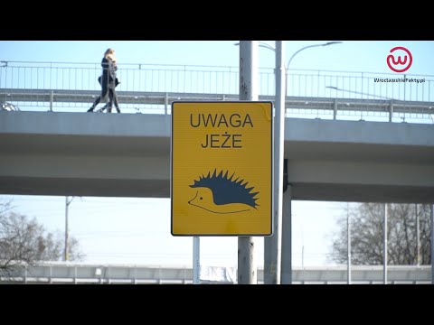 „Uwaga Jeże” nowy znak na wrocławskich ulicach.