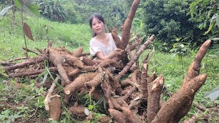 Harvesting cassava, drying it and preserving it as animal feed | Ly Thi Duyen