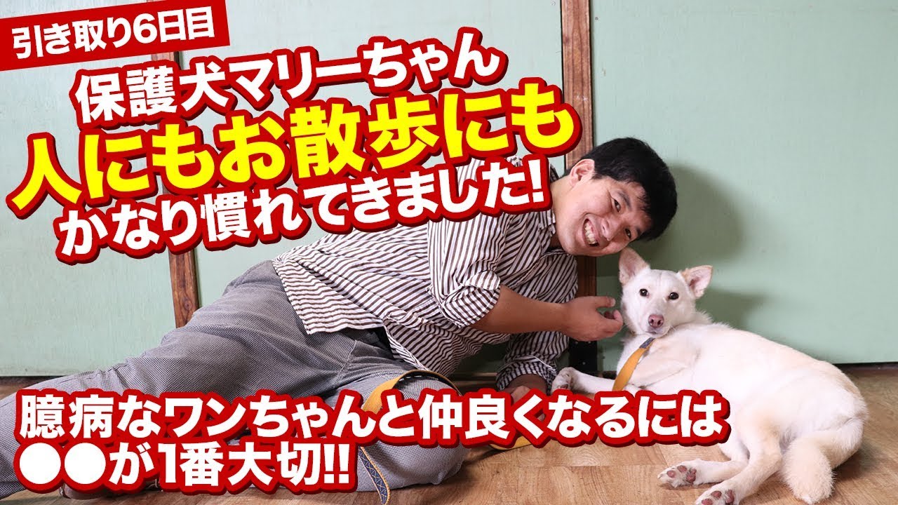 保護犬マリーちゃんの成長日記 お散歩にも人にもだいぶ慣れてきました 臆病なワンちゃんと仲良くなるには が1番 Youtube