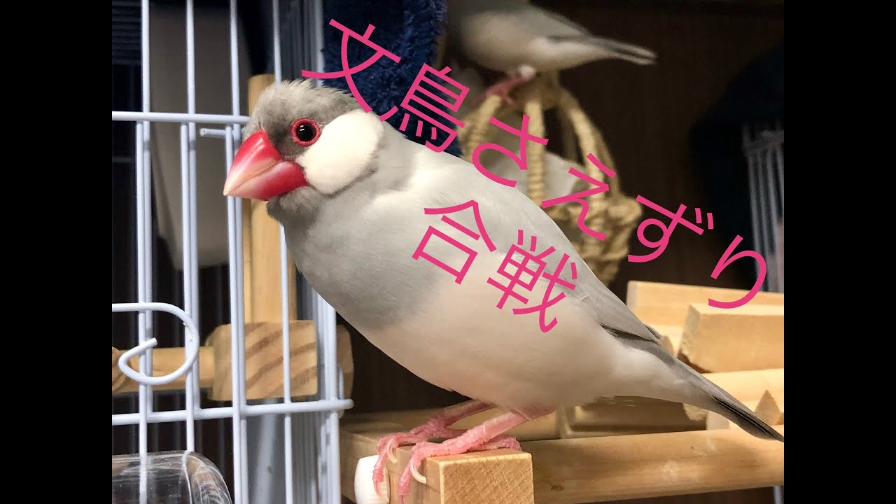 シルバー文鳥】文鳥のさえずり 比較してみた Compare twitter of Java