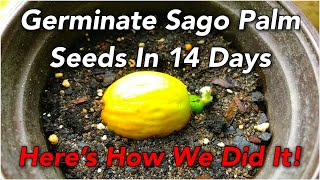 Germinate Sago Palm Seeds In 14 Days | Here’s How We Did It!