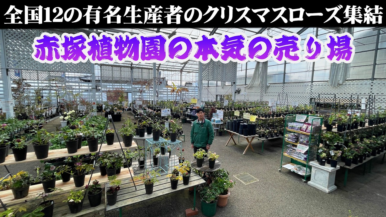 【赤塚植物園】必見!!クリスマスローズがここまで揃う園芸店は見たことがない★超レア品種からおすすめ定番まで担当が案内します【三重県下最大級の総合園芸売店アカツカFFCパビリオン】