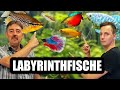 Labyrinthfische Fadenfische Für Das Aquarium Fischvorstellung