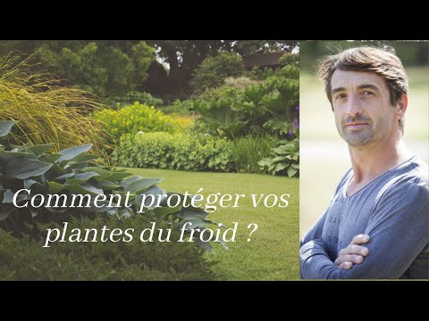Vidéo: Frost : comment protéger vos plantes