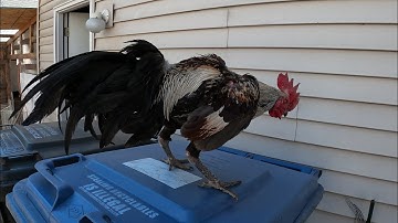 Lau Qaib Pama 💯 Zoo Nraug!!