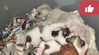 Toy Shih Tzu & German Shepherd Puppies #abhaypetslover by Abhay Pets Lover 1,134 views 3 weeks ago 4 minutes, 31 seconds