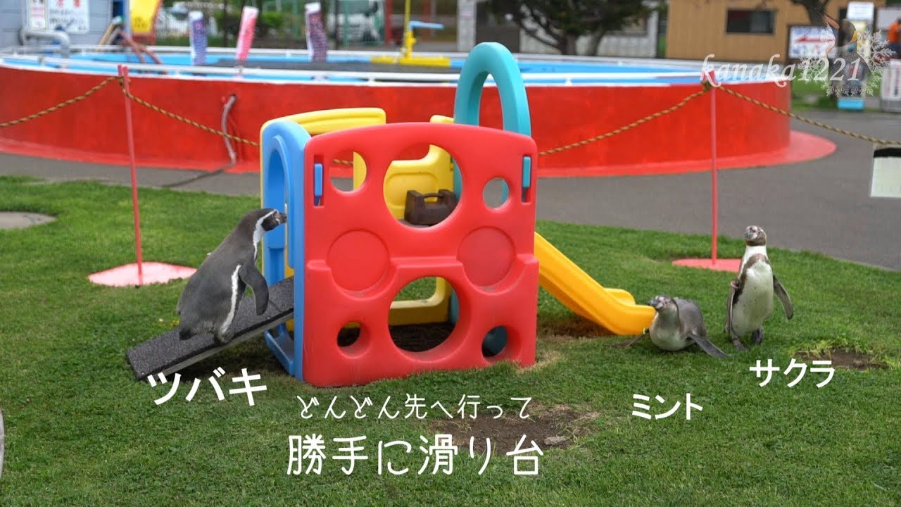 市立室蘭水族館 ペンギンの行進・勝手に滑り台