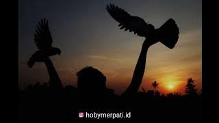 qoutes story wa tentang hobi merpati