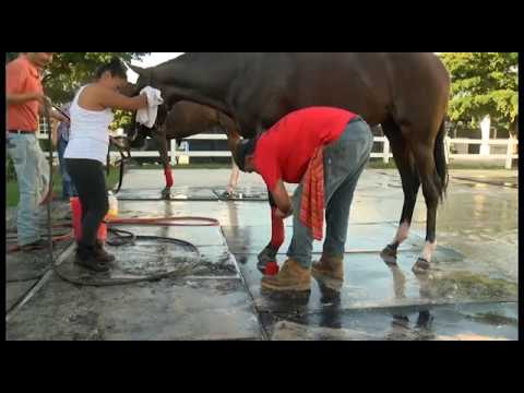 Inside Tropical Racing's Thoroughbred Stable