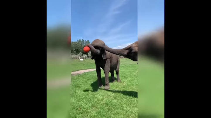 Rene Casselly Elephants