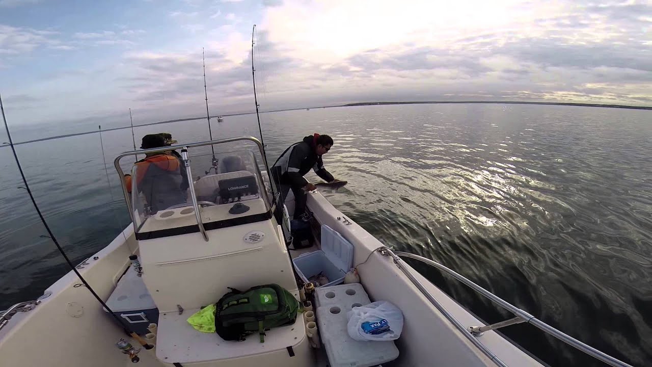 Buzzard Bay Scup fishing YouTube