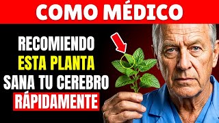 6 Plantas Que Un Neurólogo Recomienda Para Blindar El Cerebro | Salud De Adultos Mayores