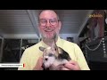 Couple adopts a senior chihuahua. Then they discover her strange habit.