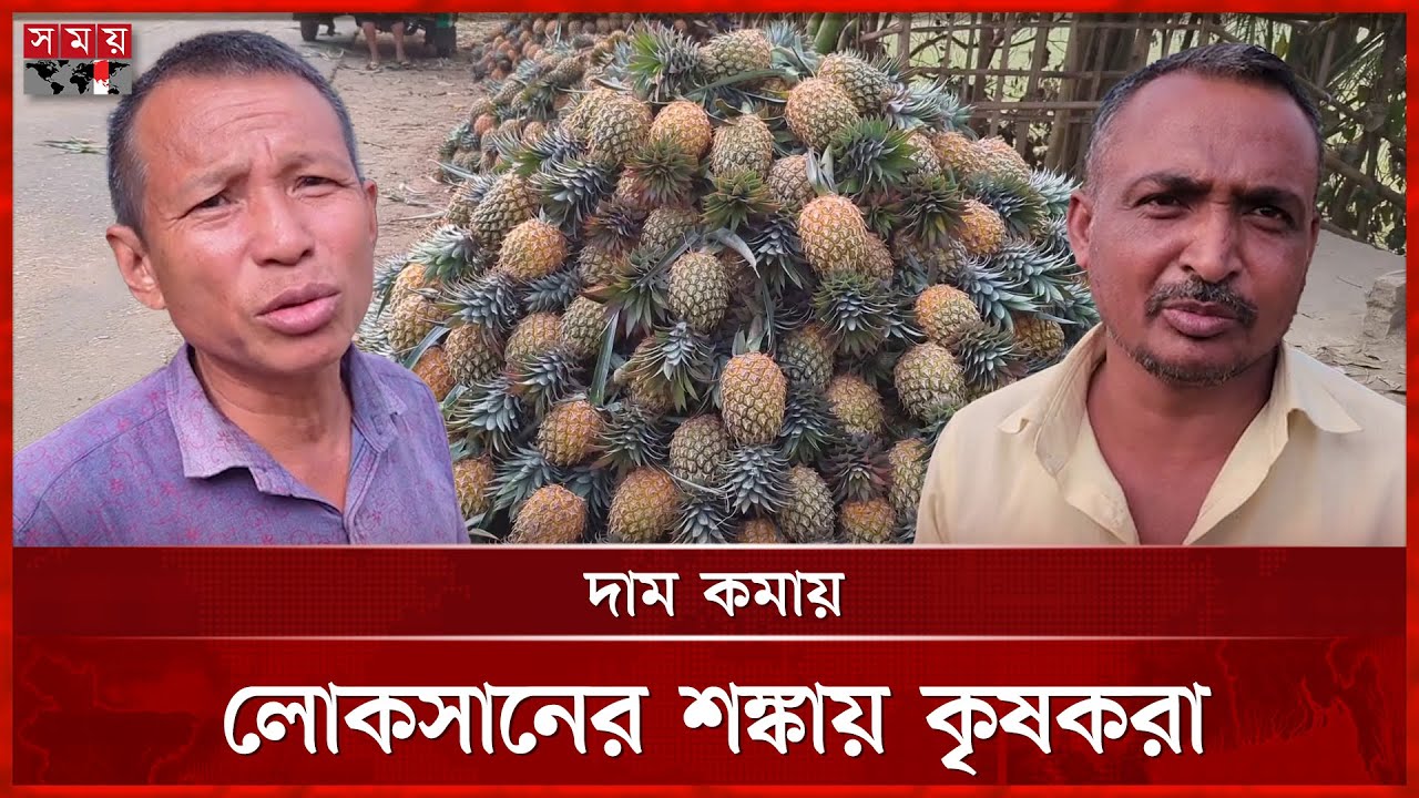 খাগড়াছড়িতে আনারসের বাম্পার ফলন | Pineapple Cultivation | Rangamati News | Somoy TV