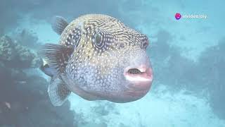 Famous KILLERs ⚡15 MOST DANGEROUS Ocean Creatures In The World Today Wealth