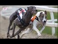 Dog race  - Greyhounds - Track race