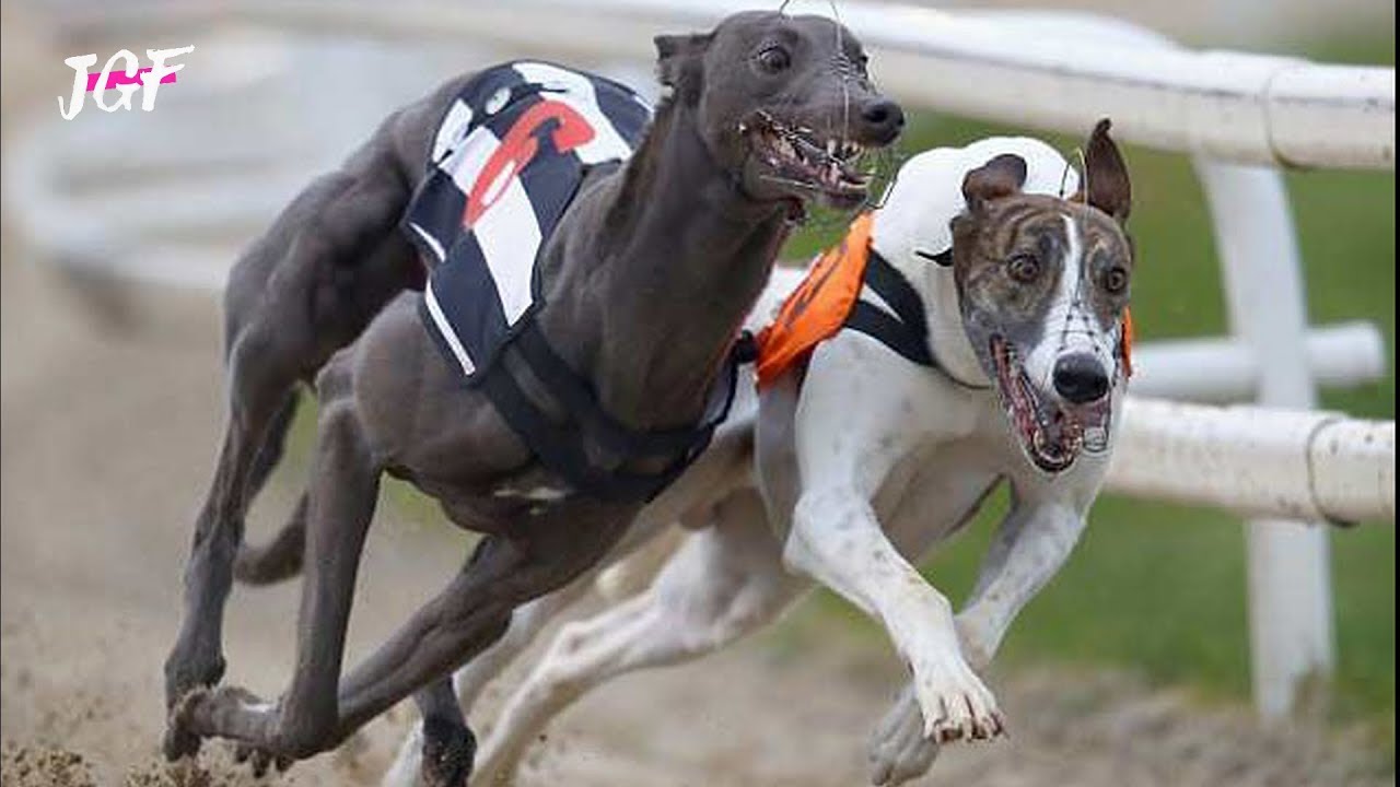 Dog race - Greyhounds - Track race 