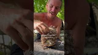 How to open a pineapple without a knife… NOT what you’d expect!
