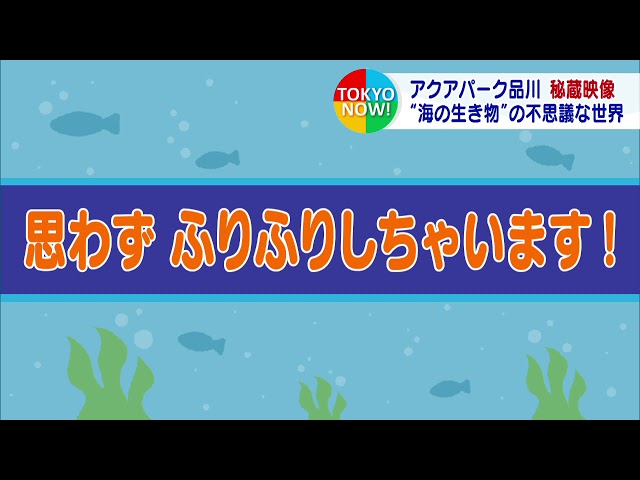 The Secret World of Sea Creatures: Rare Footage Filmed by Aquarium