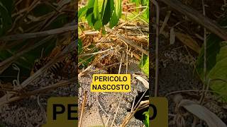 NIDO DI VESPE - Muoversi con cautela #vespe #nido