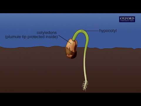 Video: How Does Vivipary Work: Why Are Seeds Germinating In The Plant