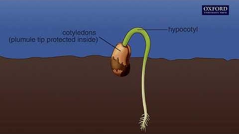 Animation 14.1 Seed germination